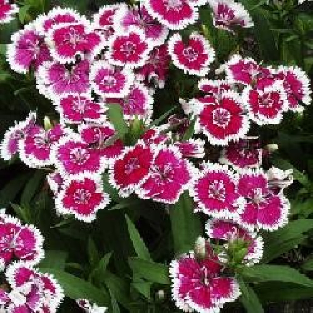 1515091465-hüsnu yusuf.jpg